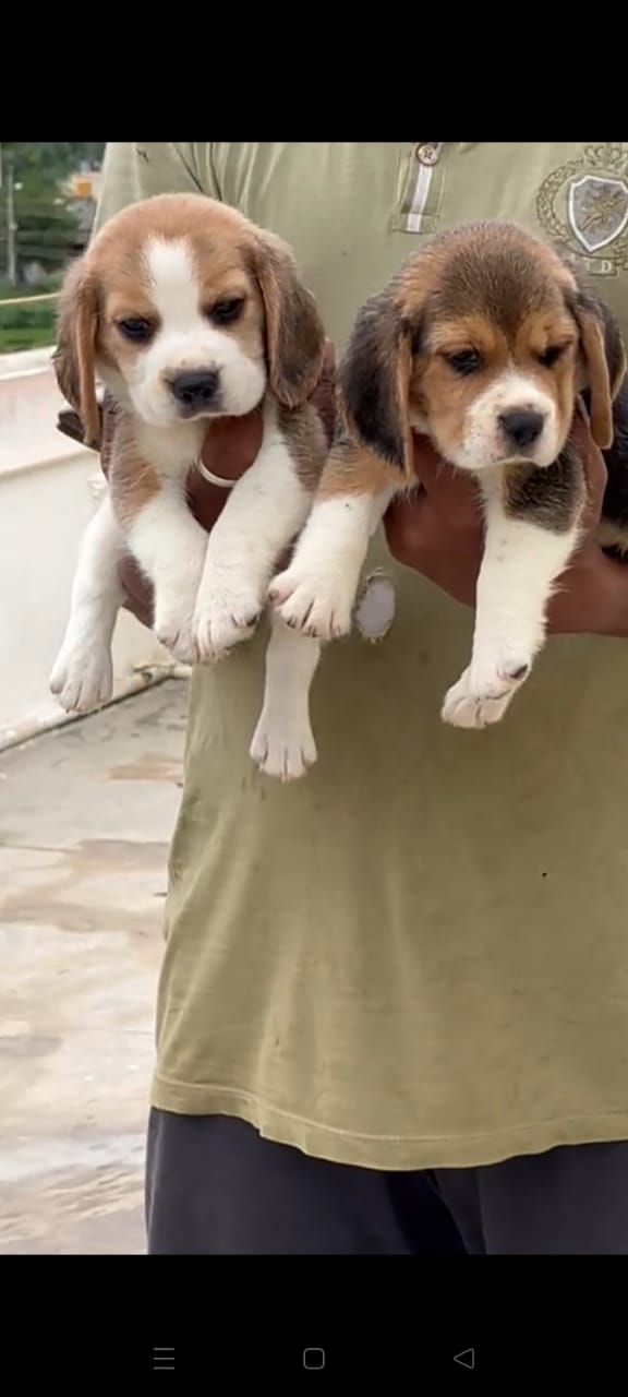 Beagle dog price in Vizag
